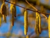 How to Conquer Seasonal Allergies
