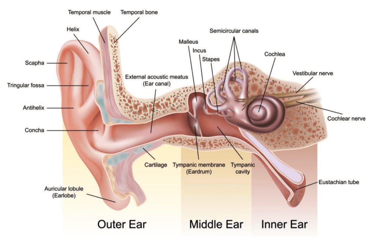 The Vestibular System